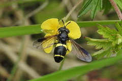 Chrysotoxum bicinctum