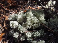 Pulchrocladia retipora
