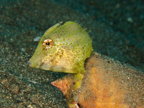 Blackstriped filefish (Paramonacanthus pusillus) — Monacanthidae