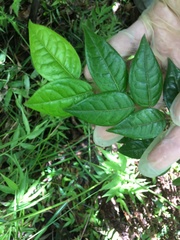 Hirtella rugosa