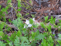 Polemonium pulcherrimum delicatum