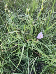 Oenothera nuttallii