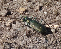 Cicindela depressula