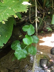 Hibiscus tiliaceus pernambucensis