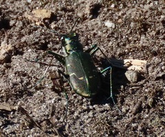 Cicindela depressula