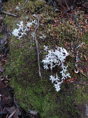 Pulchrocladia retipora