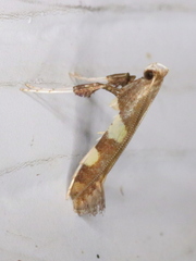Caloptilia bimaculatella