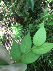 Hirtella rugosa