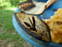 Polistes erythrocephalus