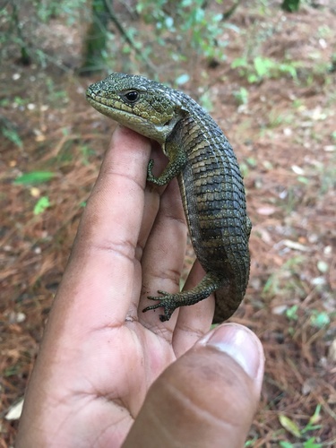 Herrera's Alligator Lizard