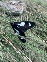 Gnophaela discreta