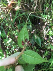 Hirtella rugosa