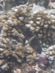 Chrysiptera biocellata