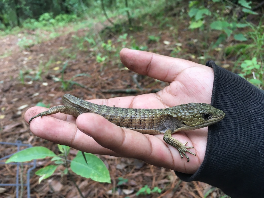 Herrera's Alligator Lizard