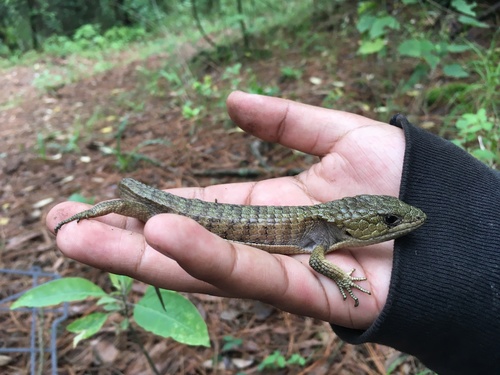 Herrera's Alligator Lizard