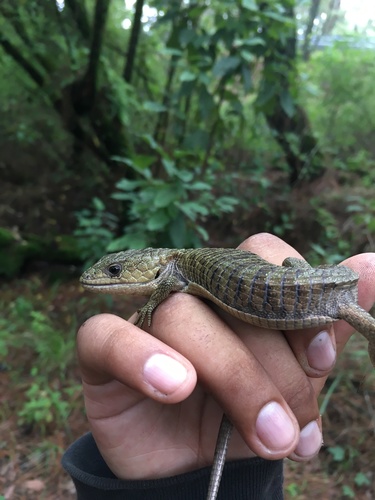 Herrera's Alligator Lizard