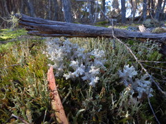 Pulchrocladia retipora