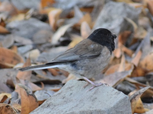 Dark-eyed Junco photographed in California
