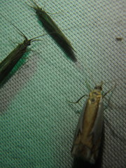 Crambus bidens