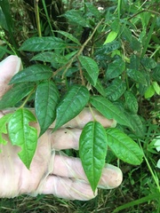 Hirtella rugosa