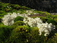 Pulchrocladia retipora