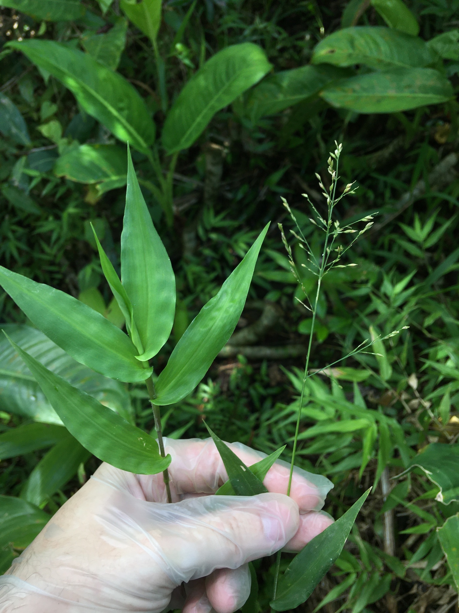 Ichnanthus pallens var. pallens