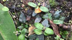 Strobilanthes reptans