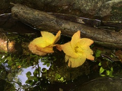 Hibiscus tiliaceus pernambucensis