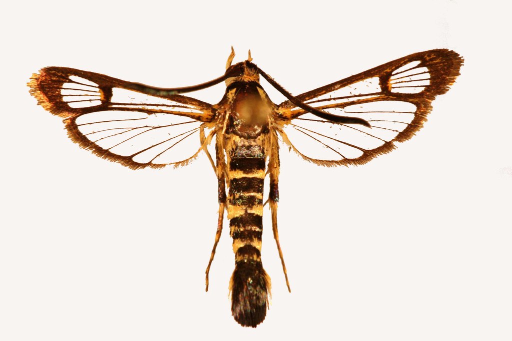 Carmenta apache