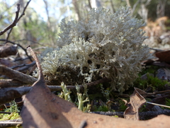 Pulchrocladia retipora