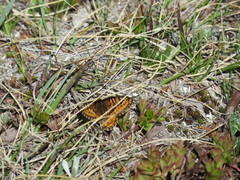 Boloria
