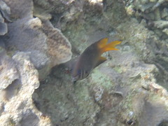 Neoglyphidodon nigroris