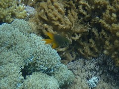 Neoglyphidodon nigroris