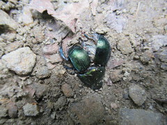 Geotrupes splendidus