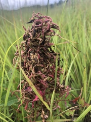 Eriophyes rhoinus