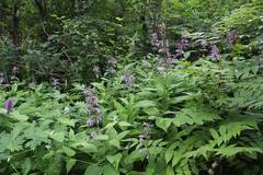 Nepeta manchuriensis