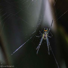 Leucauge argyrobapta