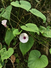Ipomoea tiliacea