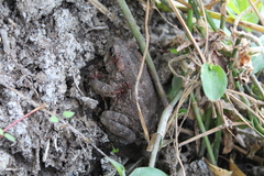 Incilius occidentalis