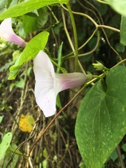 Ipomoea tiliacea