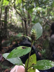 Lepidagathis alopecuroidea