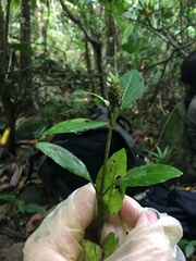 Lepidagathis alopecuroidea