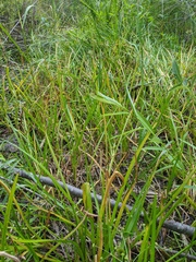 Sparganium glomeratum