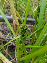 Sparganium glomeratum