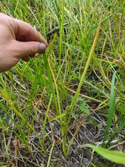 Sparganium glomeratum