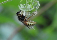 Vespula rufa