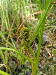 Sparganium glomeratum