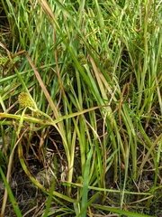 Sparganium glomeratum