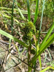 Sparganium glomeratum