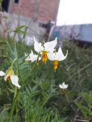 Solanum pinnatisectum